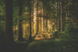 skog2
